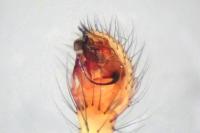 Enoplognatha ovata