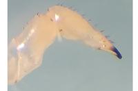 Opilio saxatilis