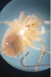 Opilio saxatilis