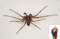Philodromus cespitum