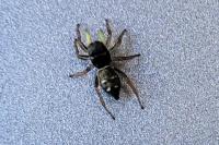 Heliophanus