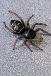 Heliophanus