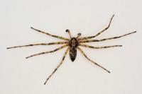 Philodromus cespitum