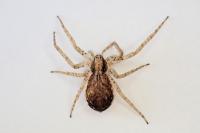 Philodromus dispar