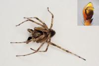 Philodromus cespitum