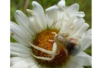 Misumena vatia