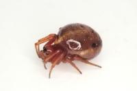 Hypsosinga sanguinea