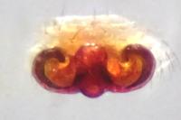 Hypsosinga sanguinea