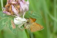 Misumena vatia