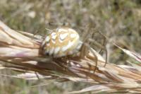 Neoscona adianta