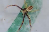 Misumena vatia