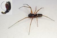 Microlinyphia pusilla