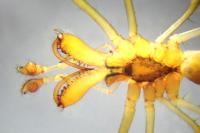 Tetragnatha extensa