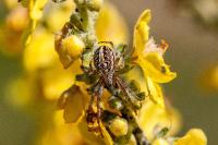Neoscona adianta