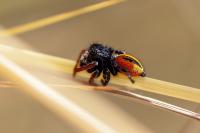 Philaeus chrysops