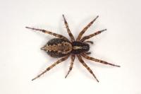 Textrix denticulata