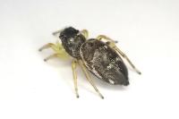 Heliophanus cupreus