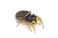 Heliophanus flavipes