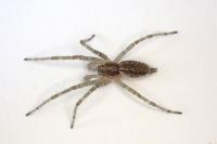 Allagelena gracilens