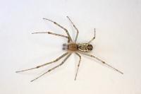 Linyphia triangularis