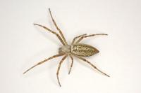 Argiope bruennichi