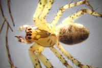 Metellina merianae