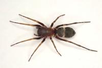 Micaria formicaria