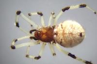 Neottiura suaveolens