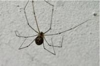 Holocnemus pluchei