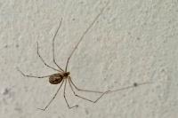 Holocnemus pluchei