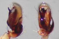 Clubiona brevipes