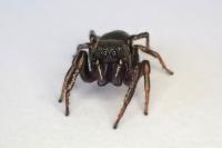 Heliophanus flavipes