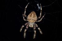 Araneus angulatus