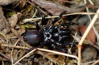 Atypus