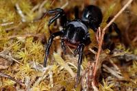 Atypus