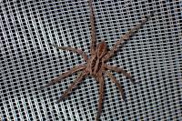 Hogna radiata