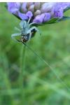 Misumena vatia