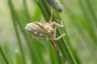 Uloborus walckenaerius