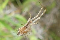 Uloborus walckenaerius