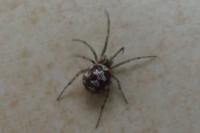 Steatoda triangulosa