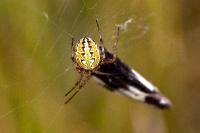 Neoscona adianta