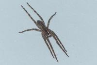 Zoropsis spinimana