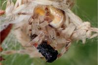 Araneus quadratus