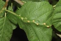 Eriophyes inangulis