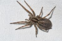 Hogna radiata