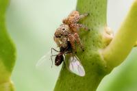 Carrhotus xanthogramma
