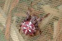 Araneus quadratus