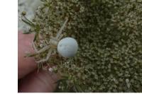 Misumena vatia