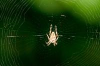 Araneus diadematus