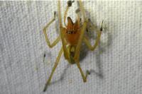 Cheiracanthium